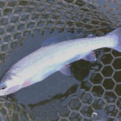 意外と釣れるぞ ～大安トラウトレイク～